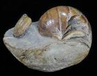 Nautilus (Eutrephoceras) With Ammonite - South Dakota #60232-3